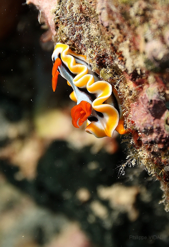 Sipadan_2015_Doris magnifique_Chromodoris magnifica_IMG_2919_rc.jpg